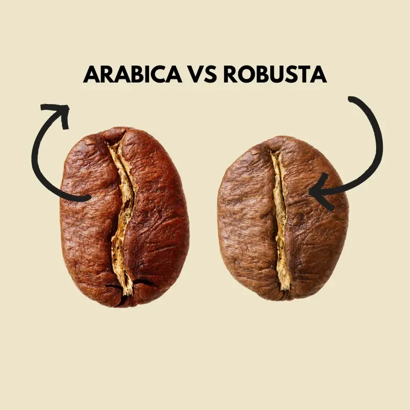Arabica vs Robusta graphic