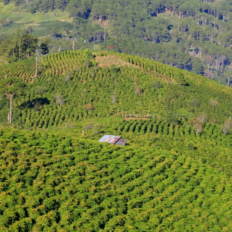 Vietnamese Coffee Farm