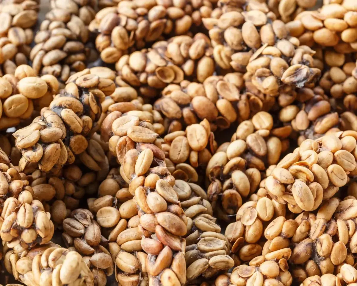 Coffee beans in the feces of an Asian palm civet