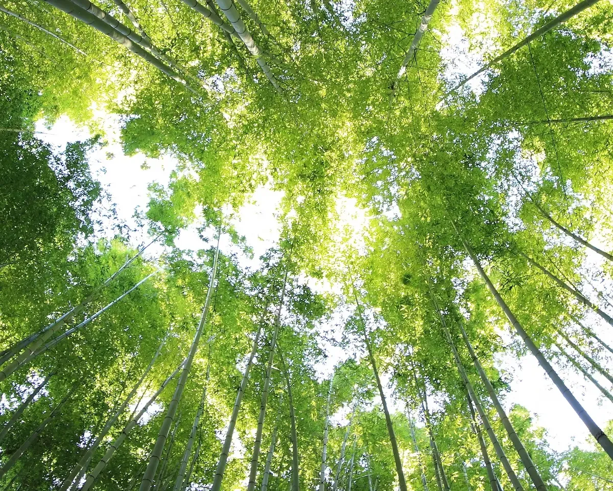 bamboo forest