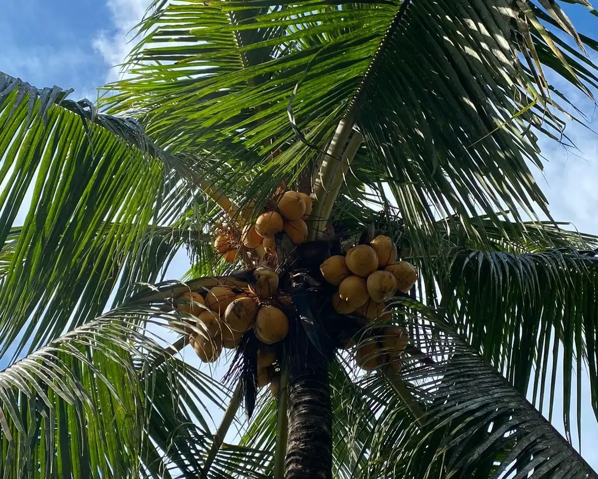 palm tree with yellow coconuts