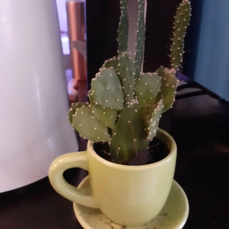 A cactus growing inside a coffee cup