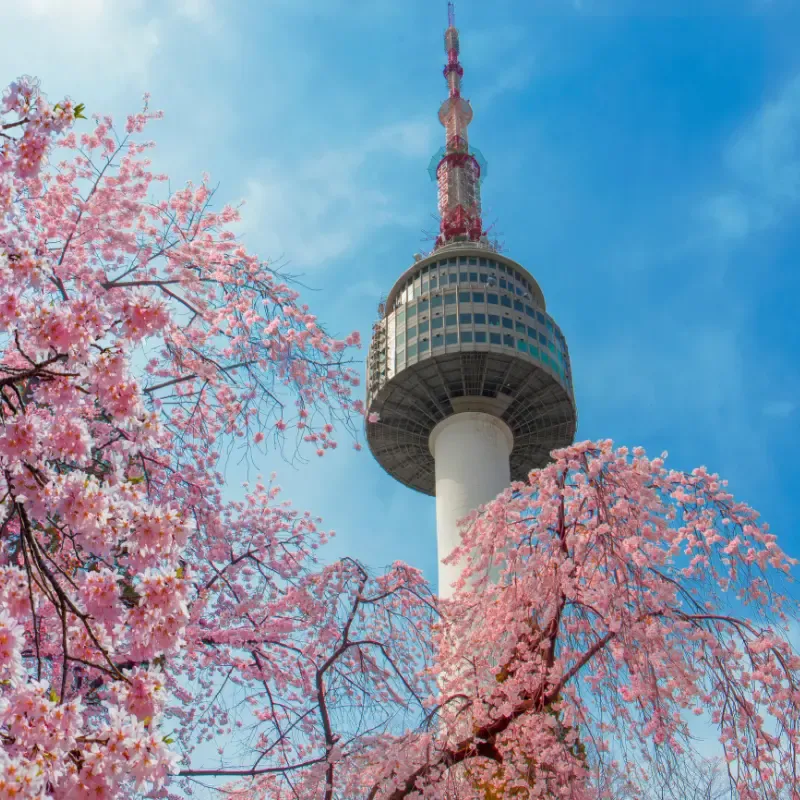 Seoul's tower with cherry trees