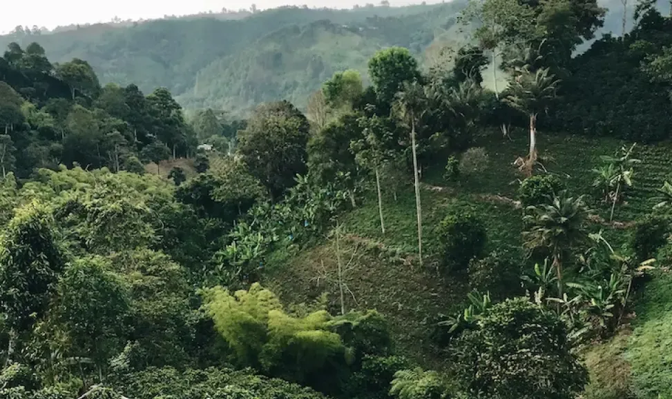 Tropical forest