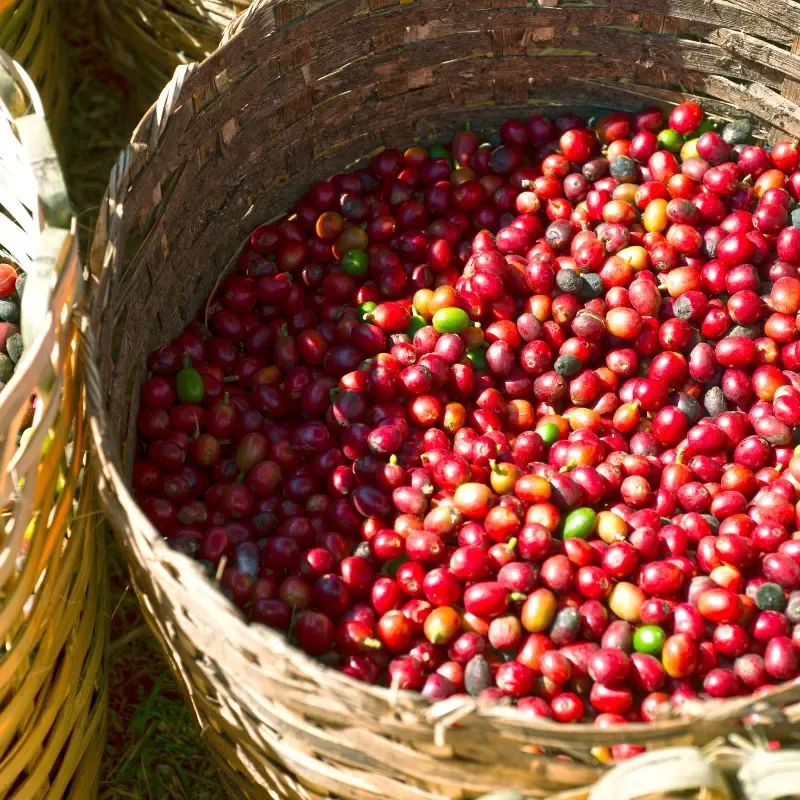 Basket full of coffee fruits