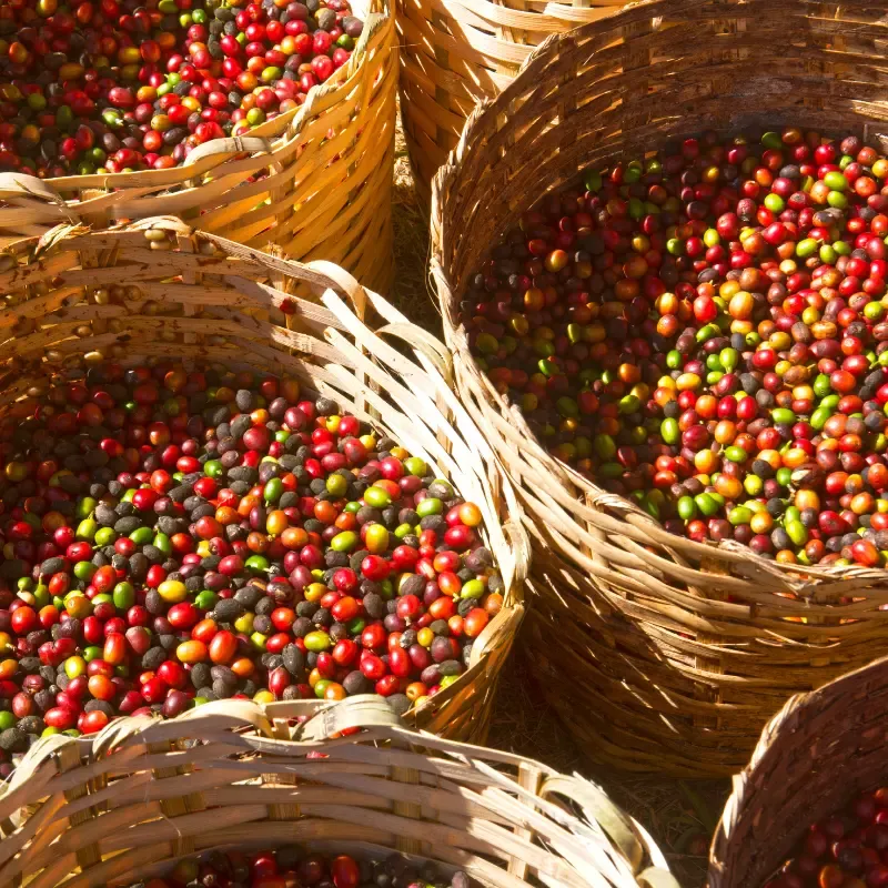 Brazilian Ground Coffee Organic Medium Roast