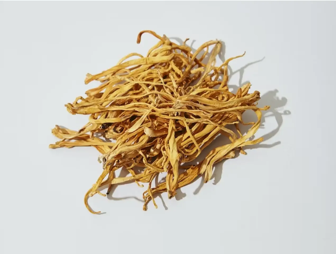 dried cordyceps