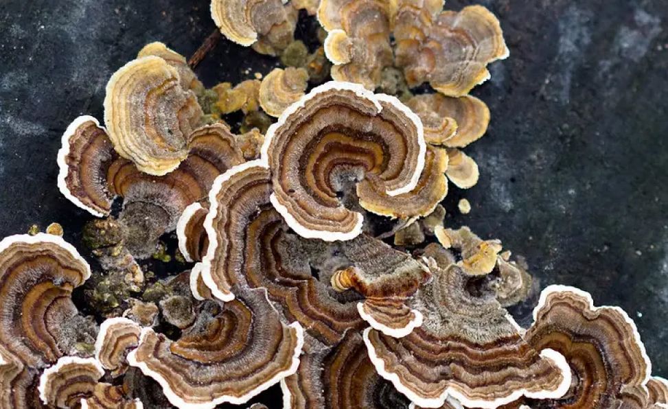 Turkey Tail mushroom