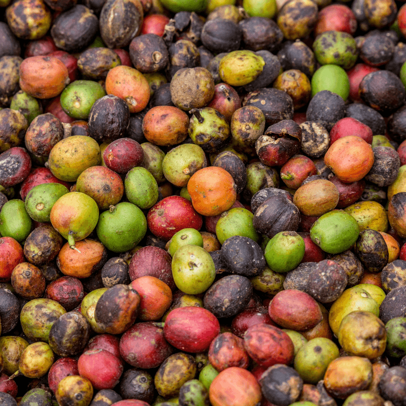 Colorful coffee fruit
