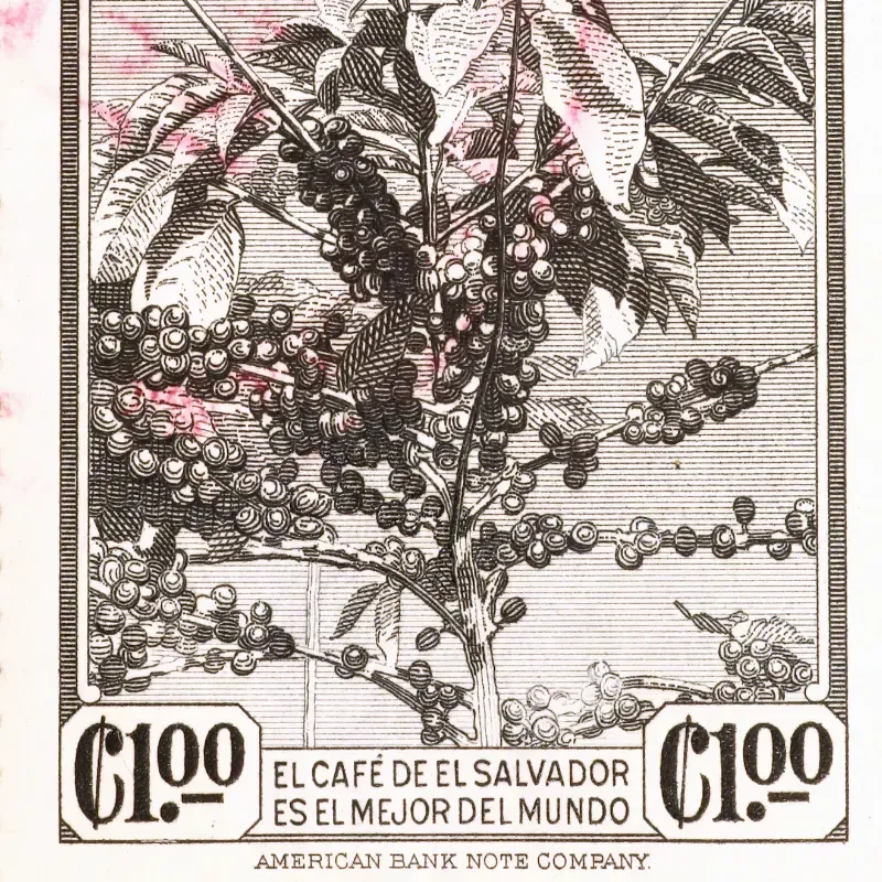 Old El Salvador stamp showing coffee plant
