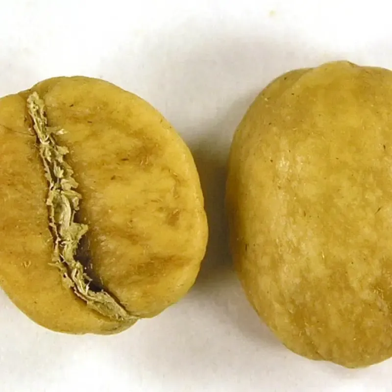 Gold Roast Coffee Bean