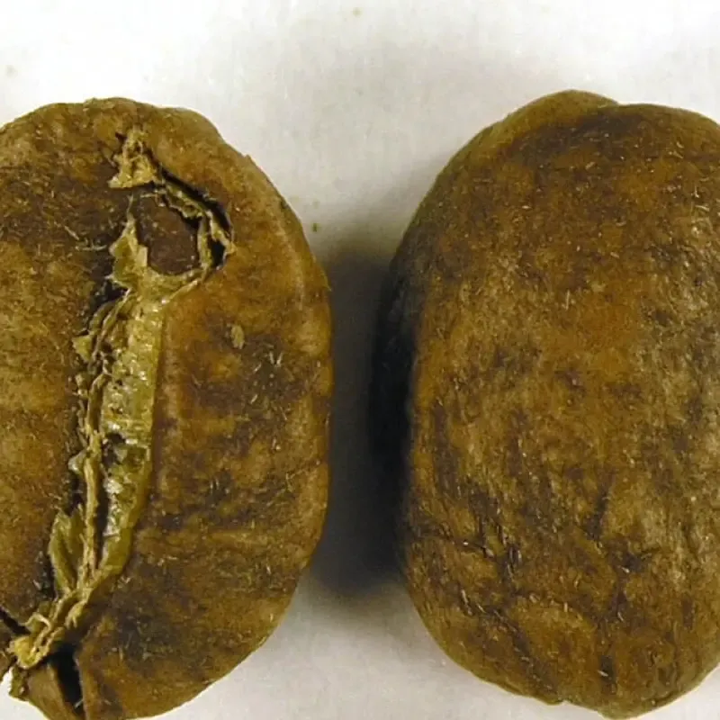 Blonde Roast Coffee Bean