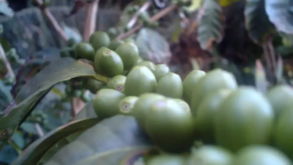 Arabica beans that haven't been picked yet