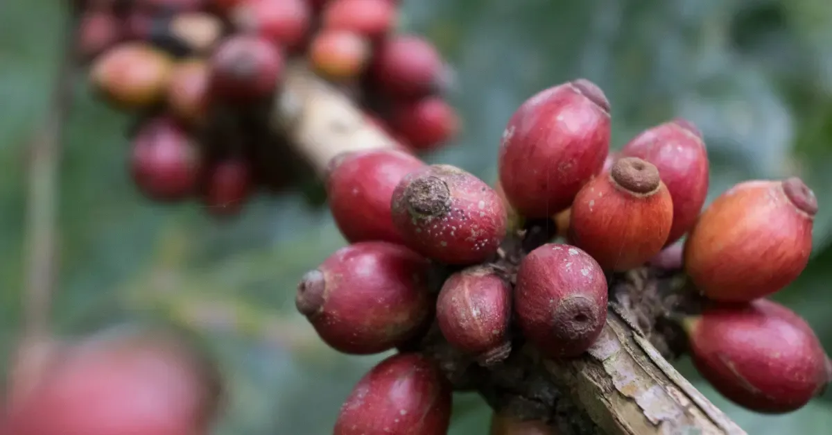 Malaysia Liberica Coffee