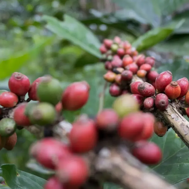 Liberica berry's on a tree branch