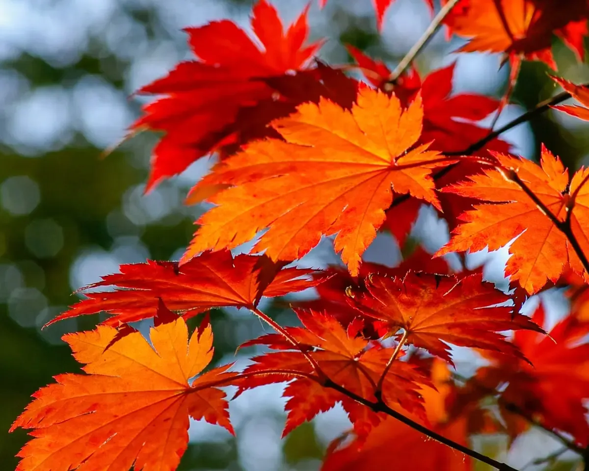 Maple leaves on a tree