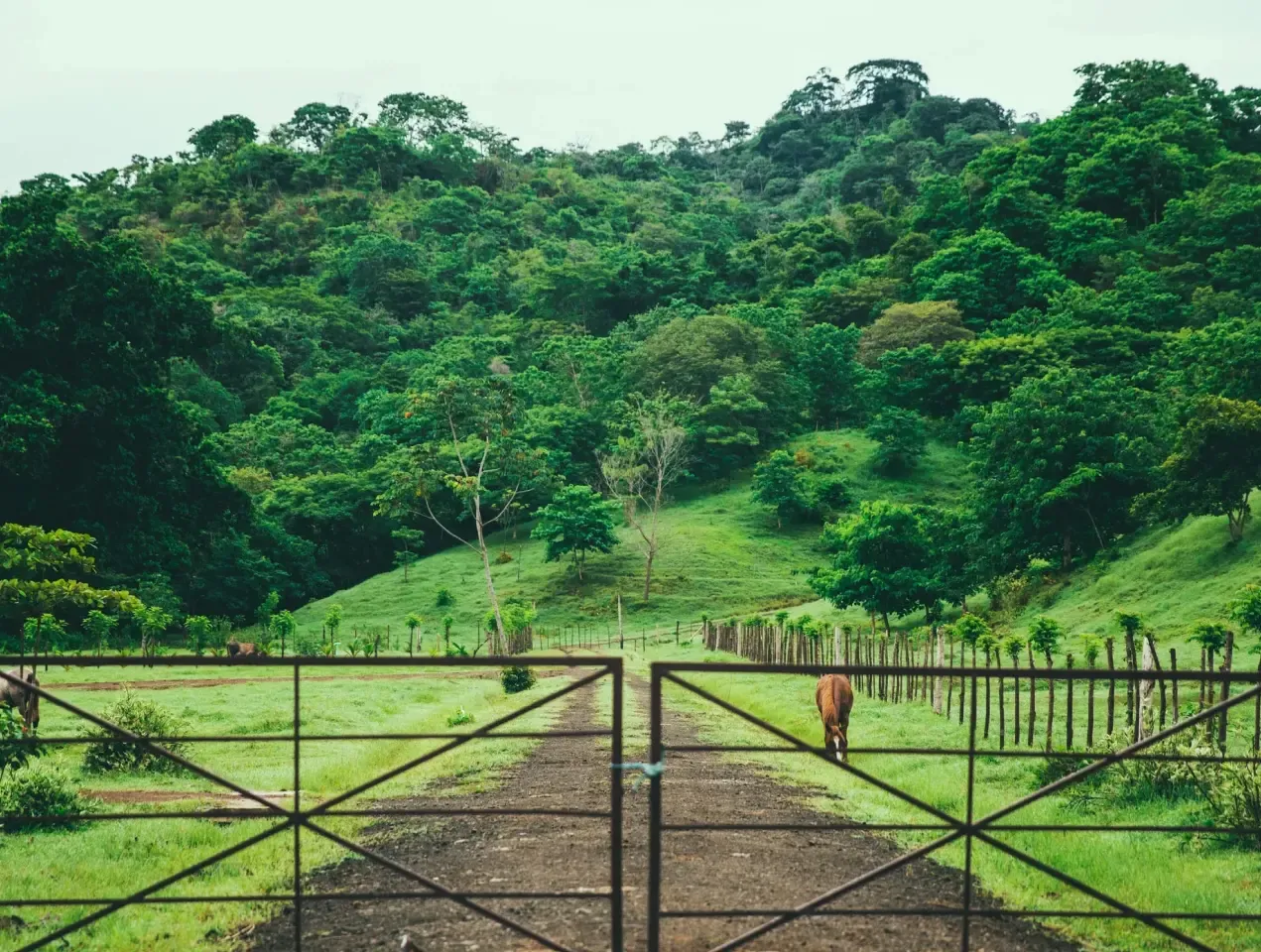 Hacienda la Esmeralda Estate : lots of lush green trees