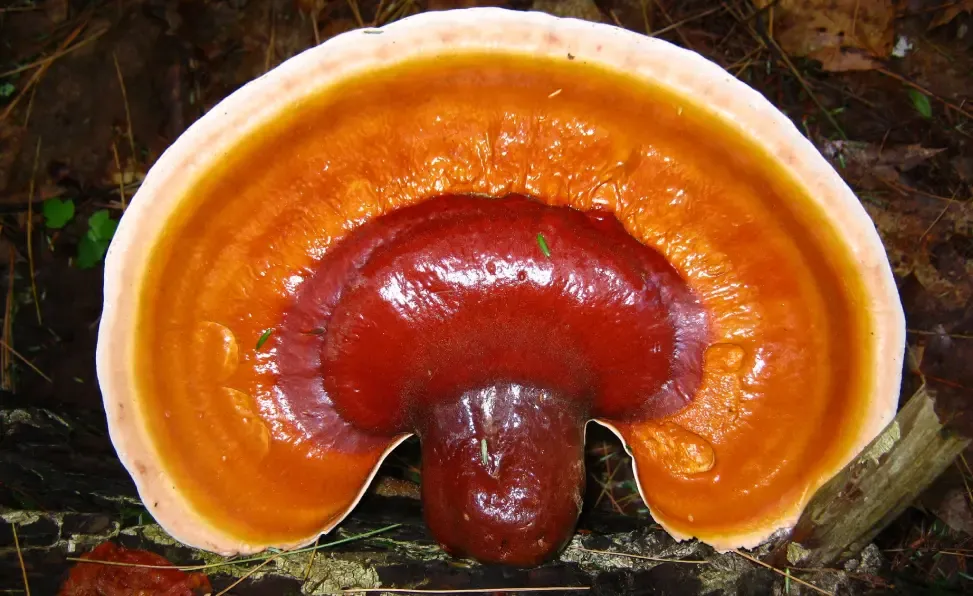 Big red reishi