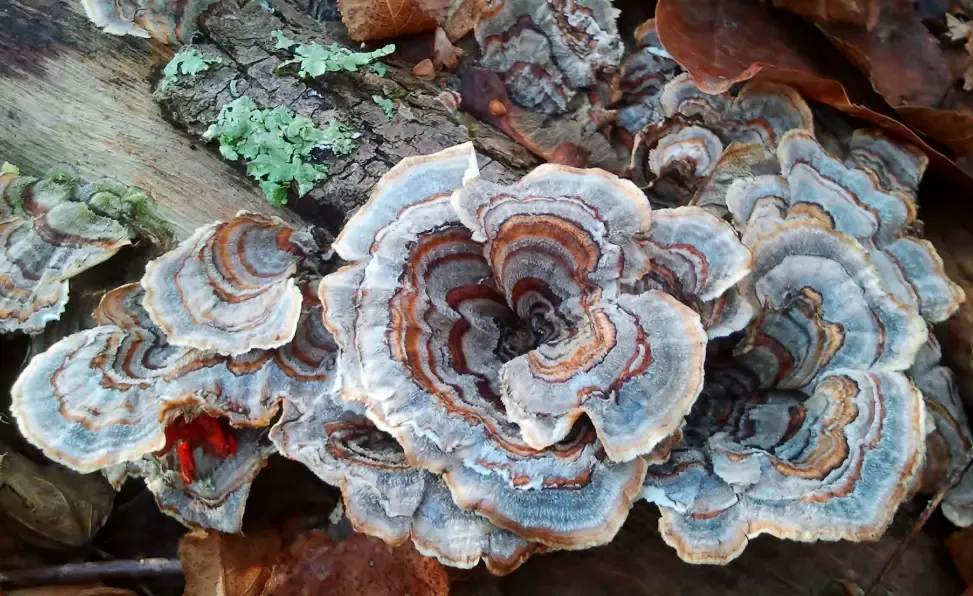 Turkey Tail Mushrooms