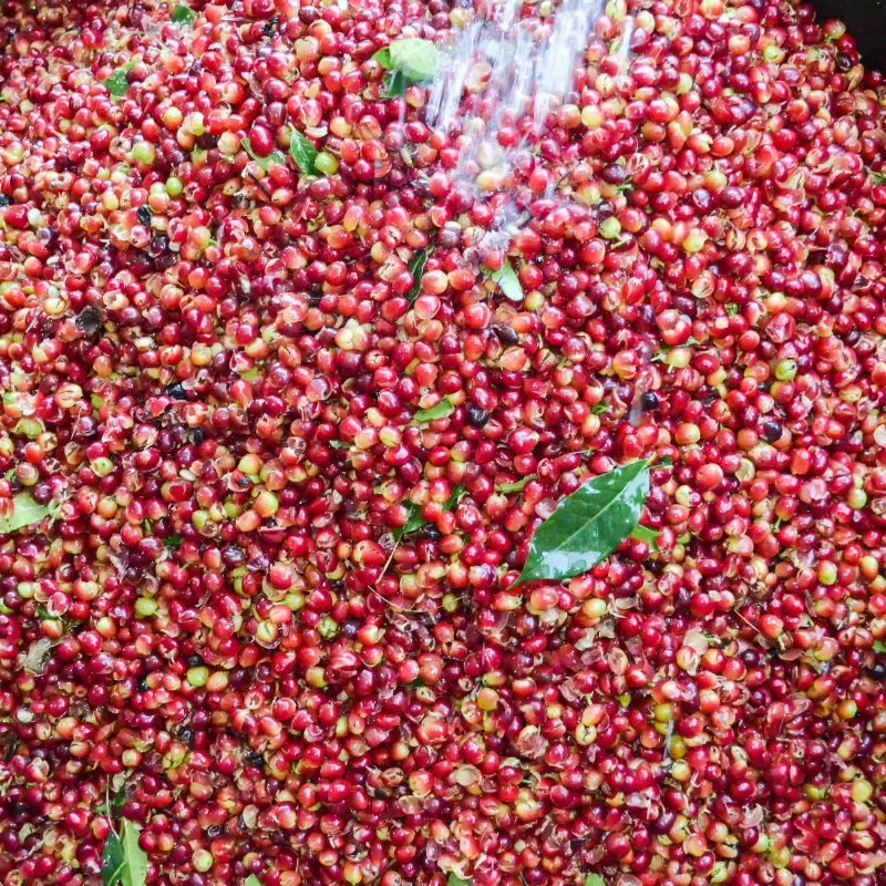 Thousands of red coffee fruits