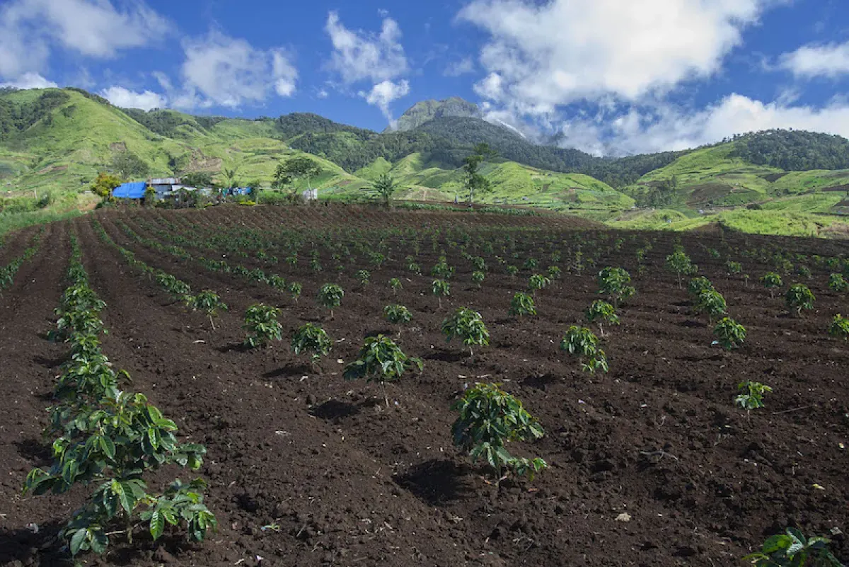 Young coffee plants in the highlands of Bansalan in Davao del Sur. MindaNews file photo by BOBBY TIMONERA