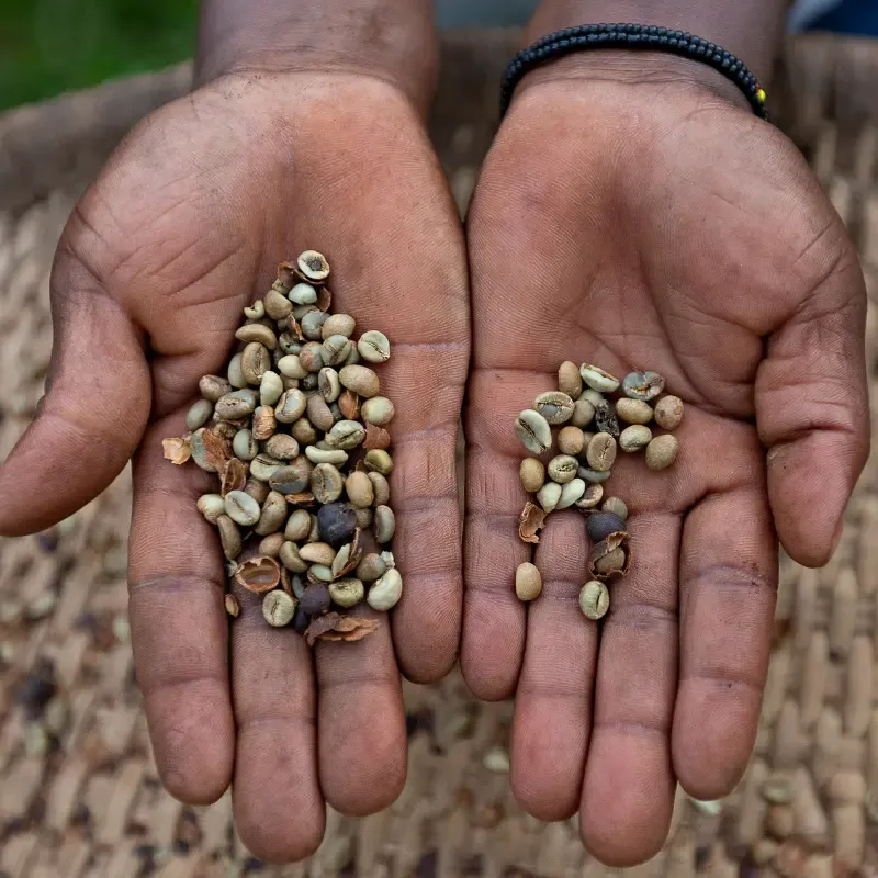 Hands showing coffee beans