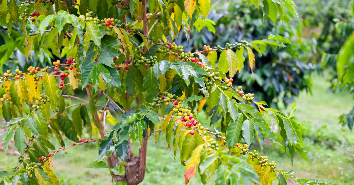 The 13 Types Of Coffee Trees: Discover The Difference