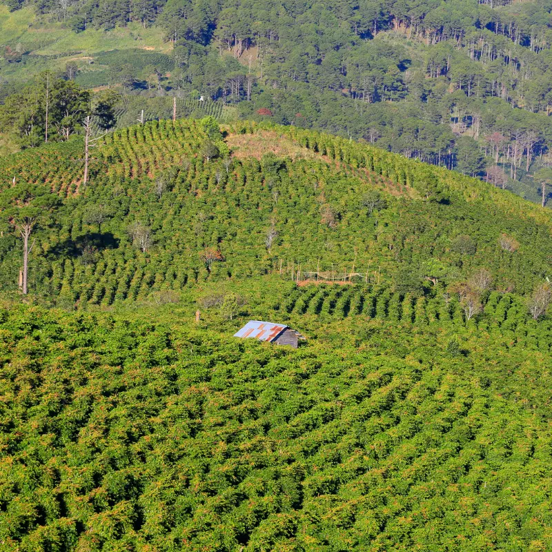 Vietnamese Coffee Farm