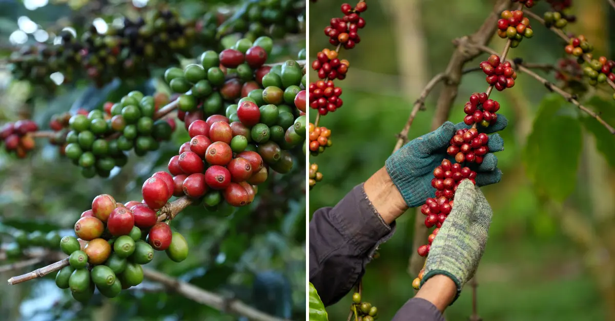 Arabica Vs Robusta Coffee Beans: The Two Main Contending Giants