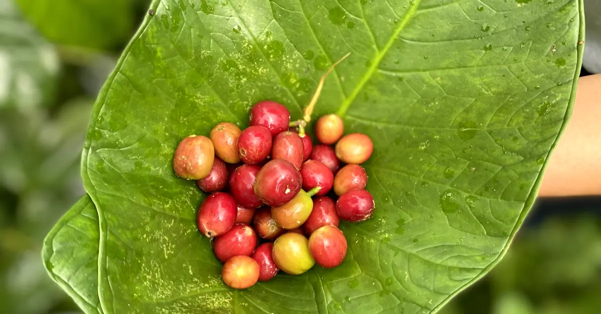 Savoring Bali's Essence: An In-Depth Look at Bali's Coffee Culture