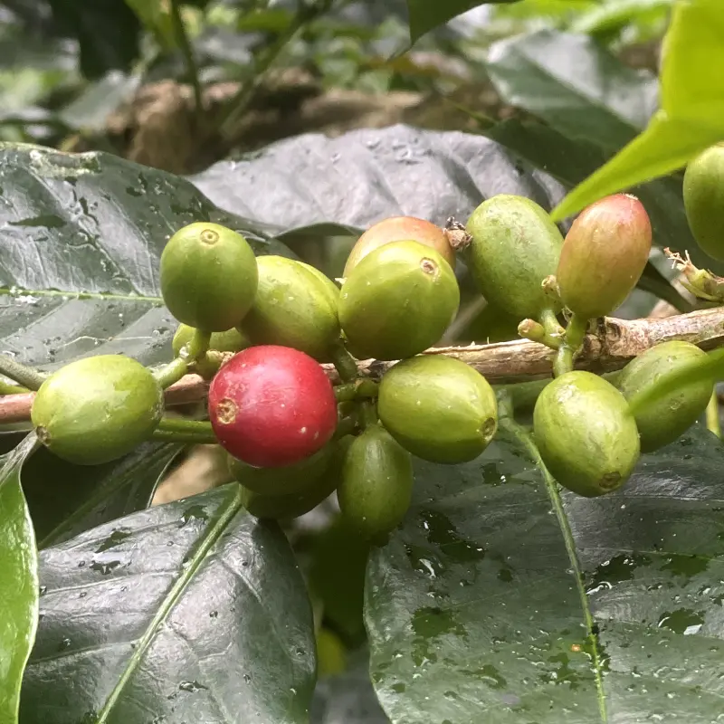 Coffee fruits at the Bali Beans Plantation