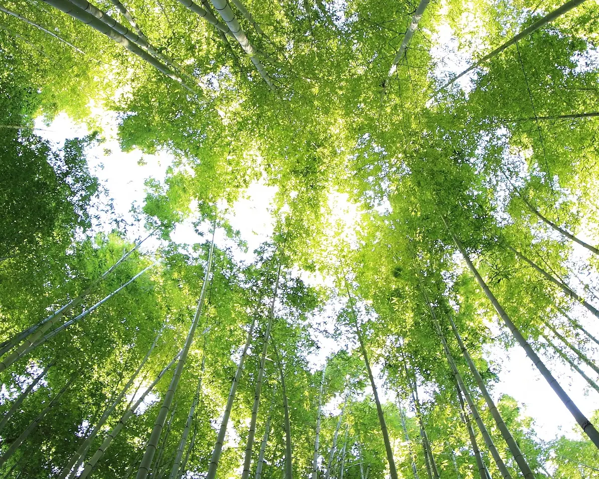 bamboo forest