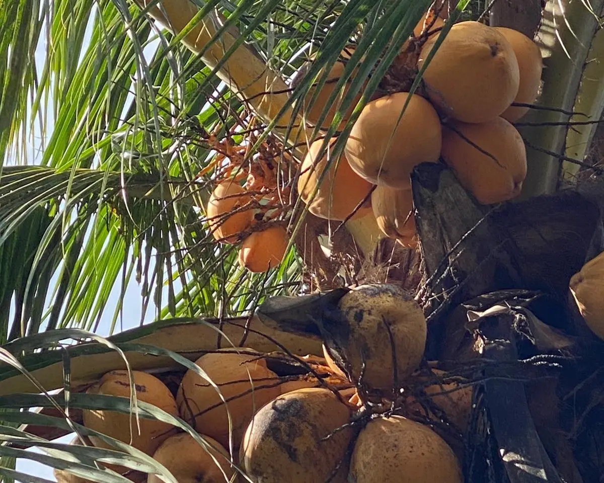 Coconut palm tree close up