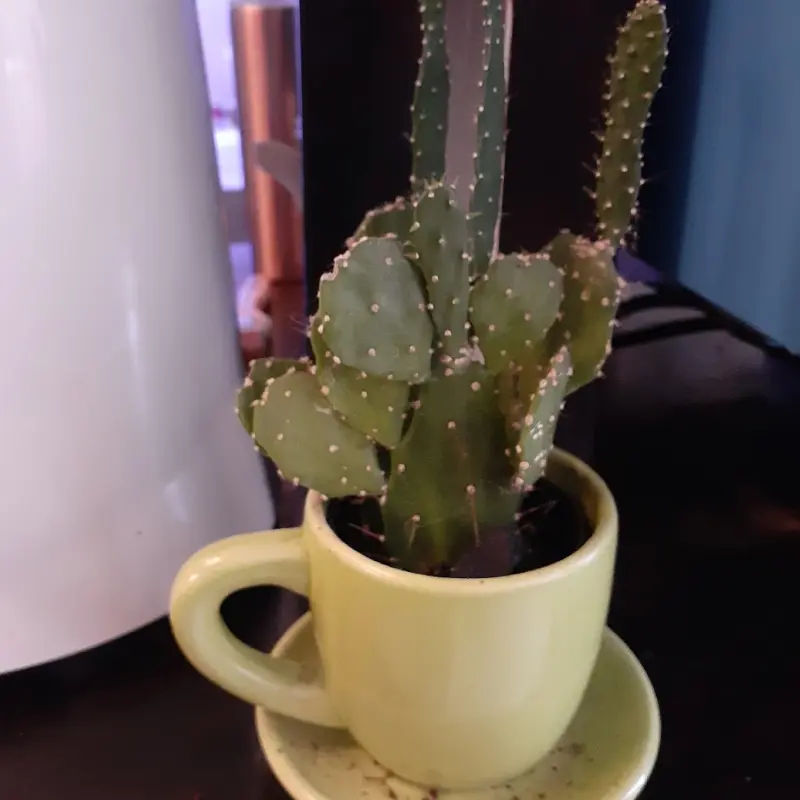 A cactus growing inside a coffee cup