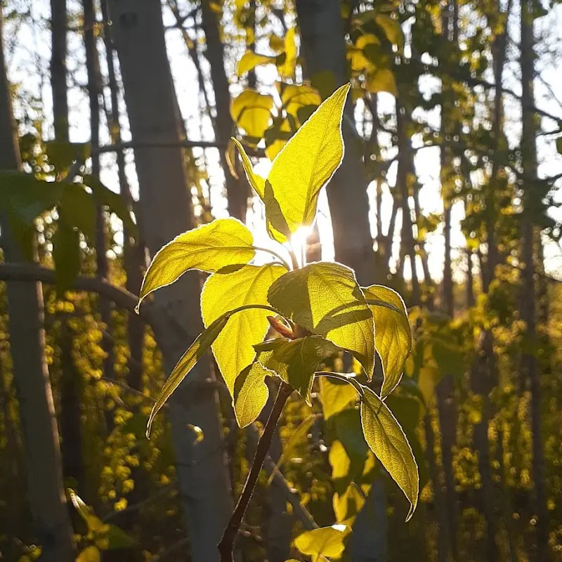 Sunlight going through a leaf on a St Albert river walk