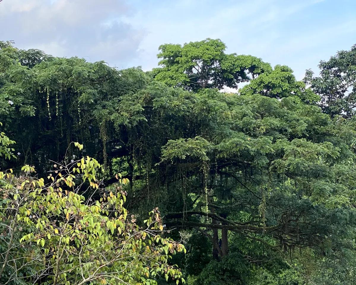 Jungle of Ubud center
