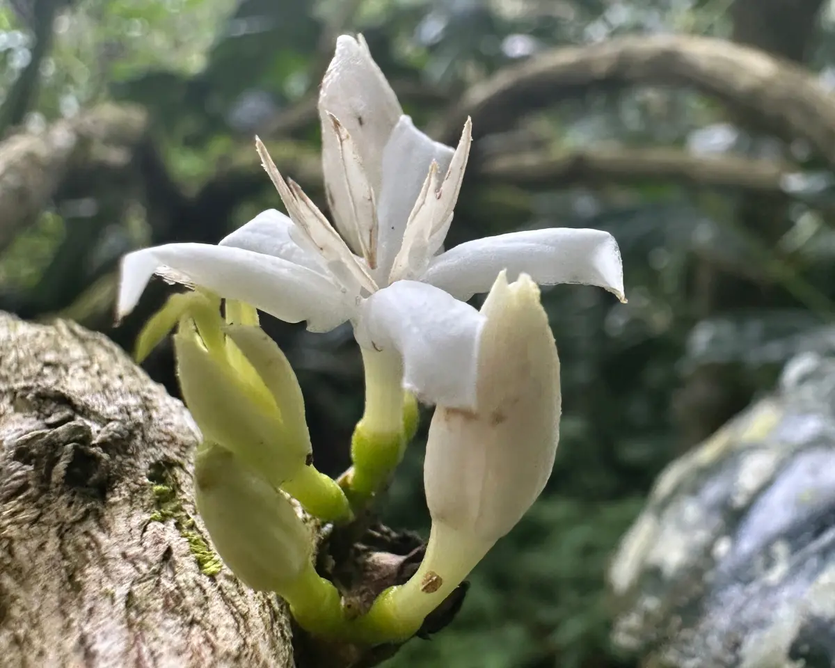 Coffee plant white flower