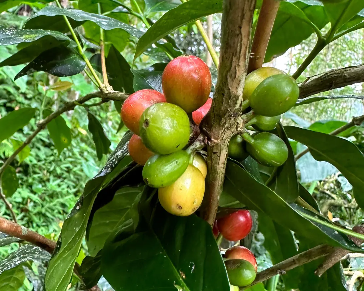 Coffee beans growing
