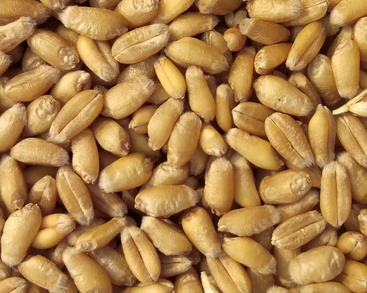 wheat seeds