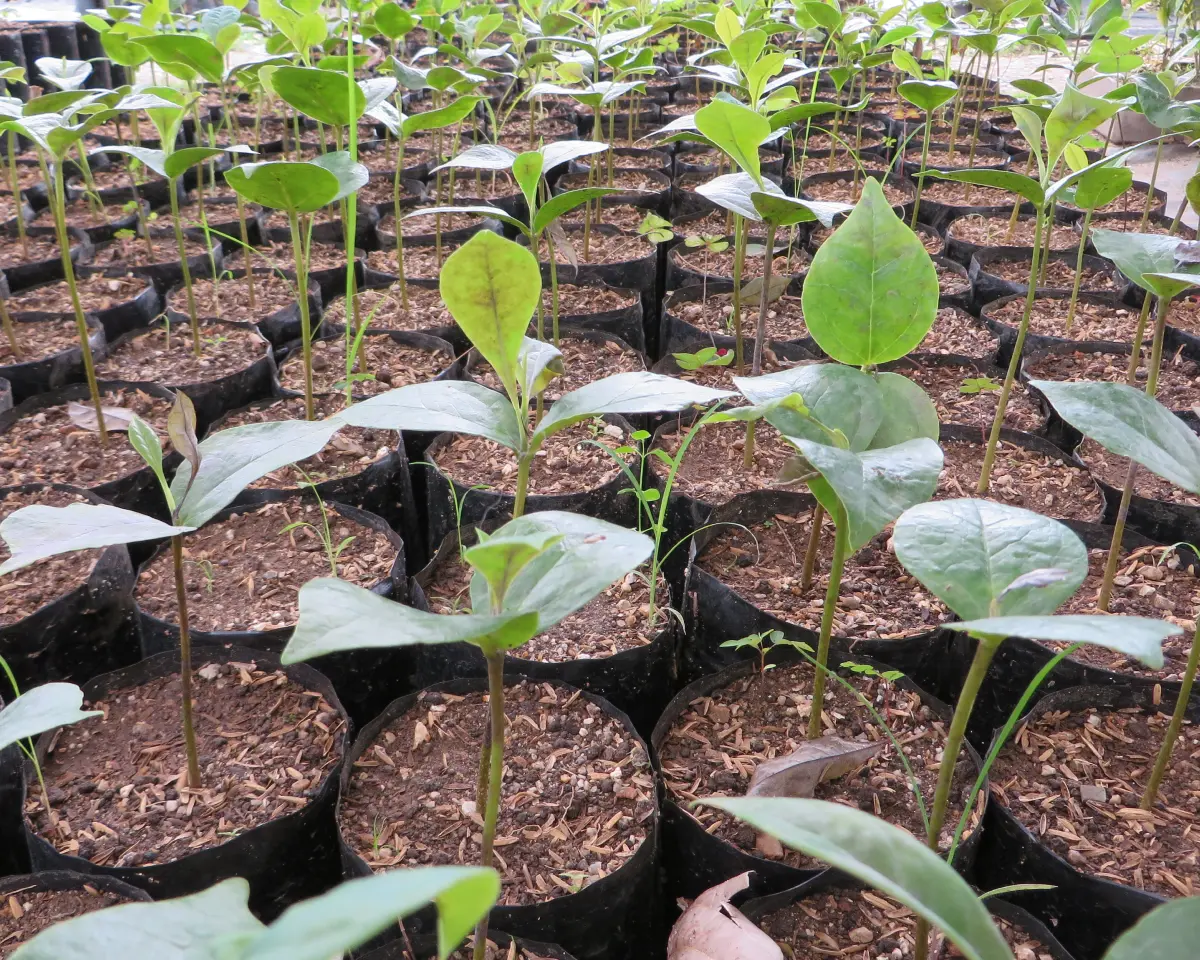 Sprouts in buckets of soil