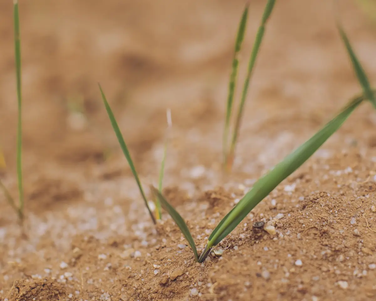 Soil with sprouts of grass