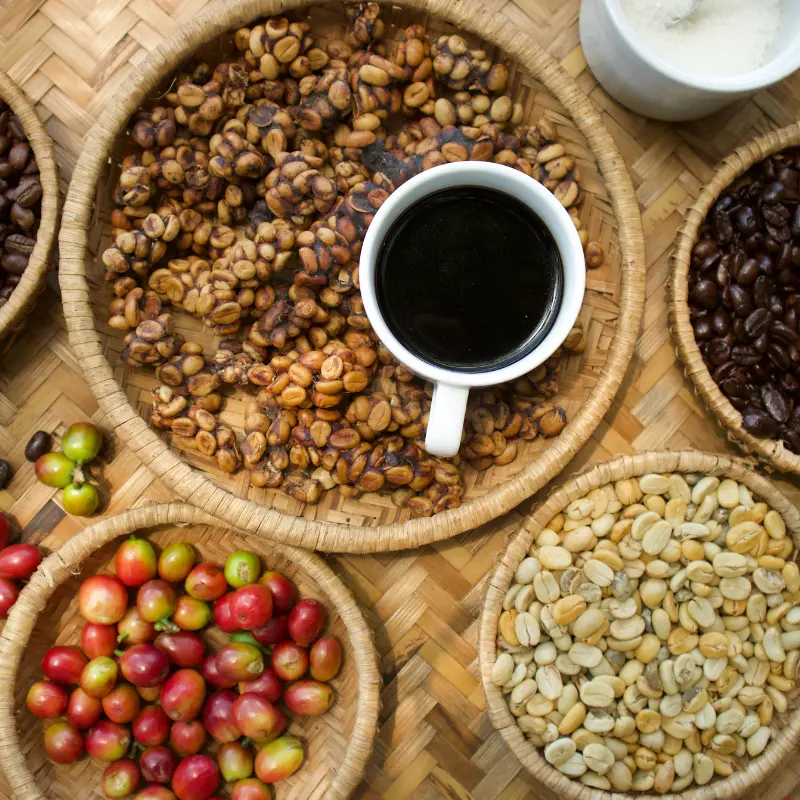 A cup of coffee on a table full of coffee beans of different roasting including a blonde roast and unprocessed coffee fruits