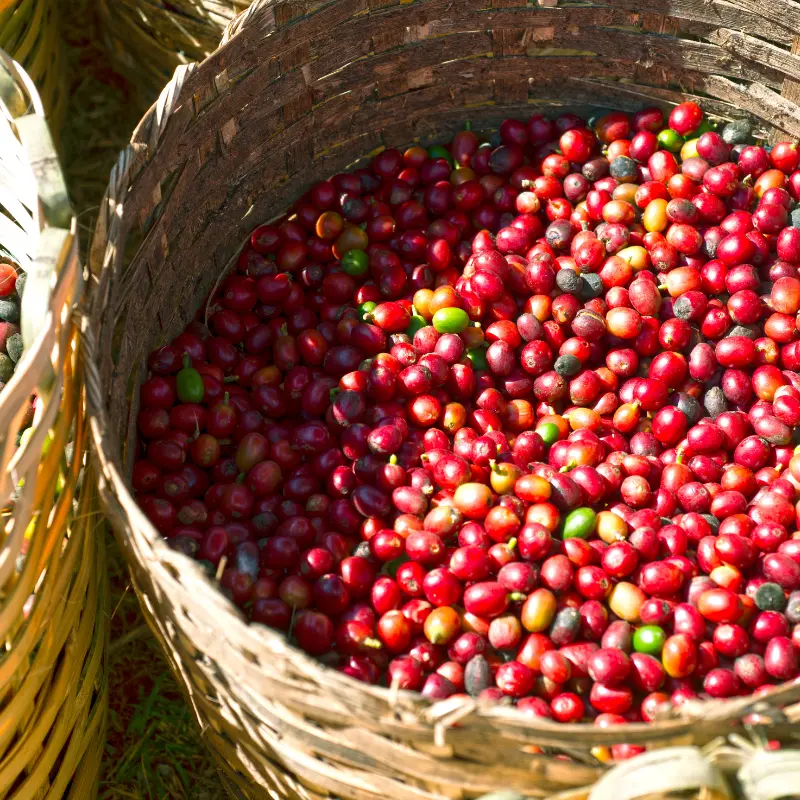Basket full of coffee fruits