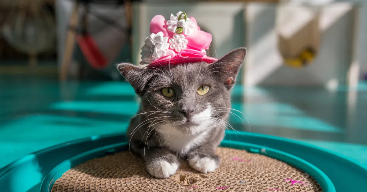 Calgary's Cat Cafes: Where To Find Them