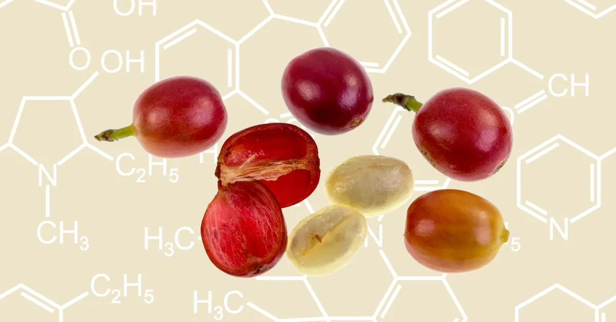 Coffee Bean Anatomy: A Scientific Guide