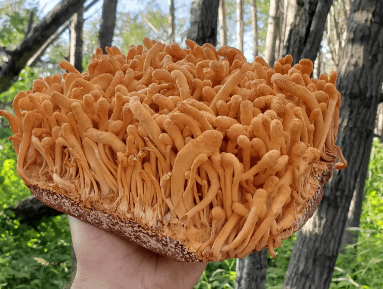 fresh cordyceps in a hand