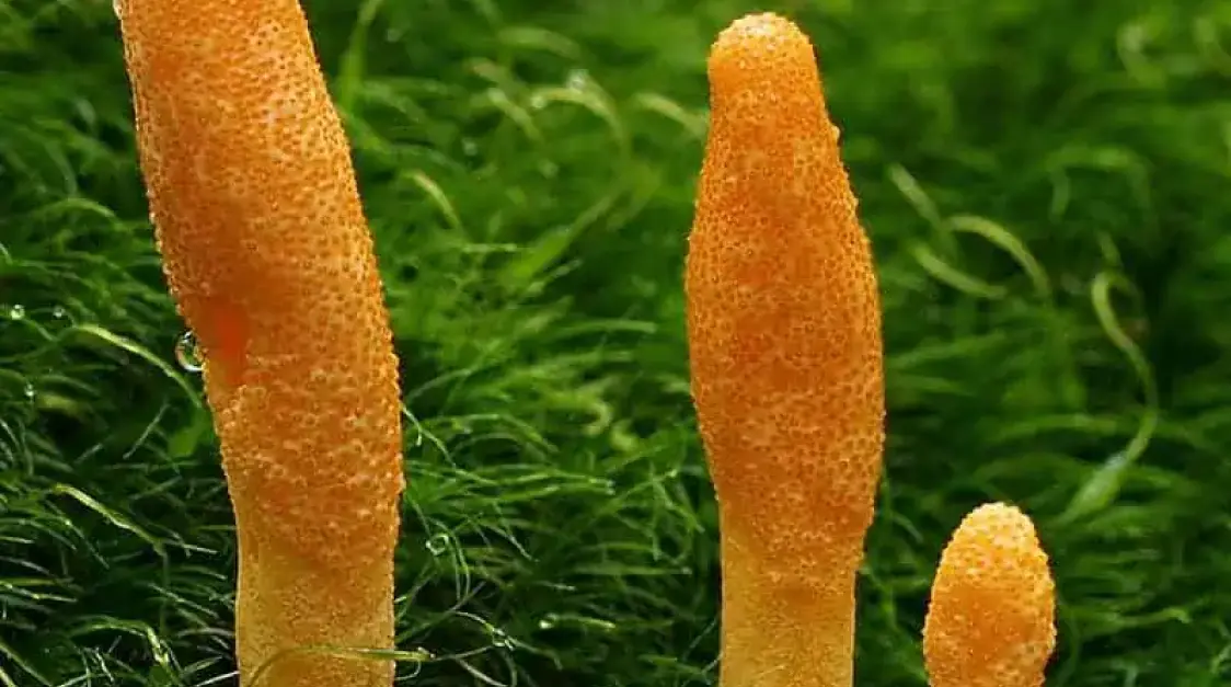 Cordyceps Coffee: The ABCs of The Super Coffee