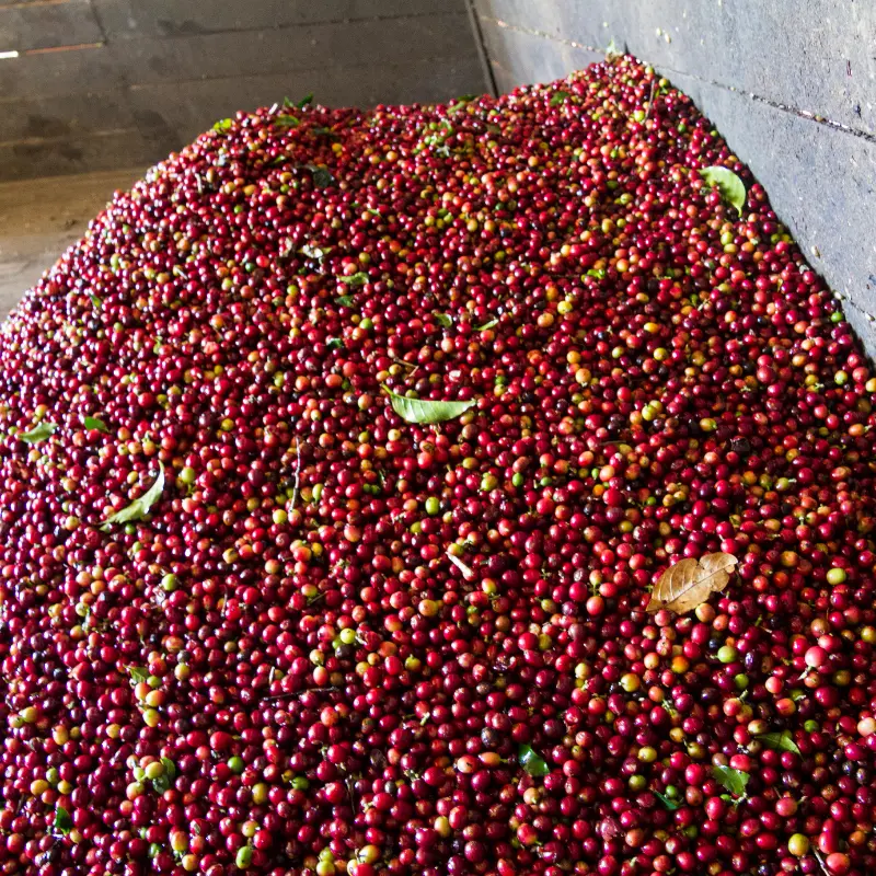 Costa Rica Coffee Fruits in a pile