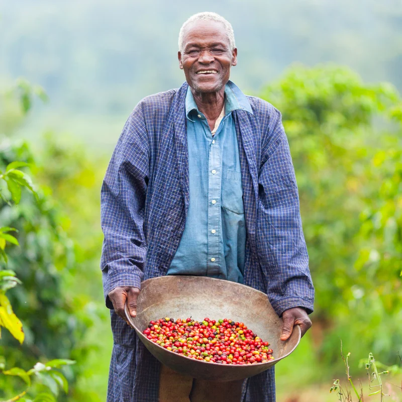 Old man showing a basket full of coffee fruits