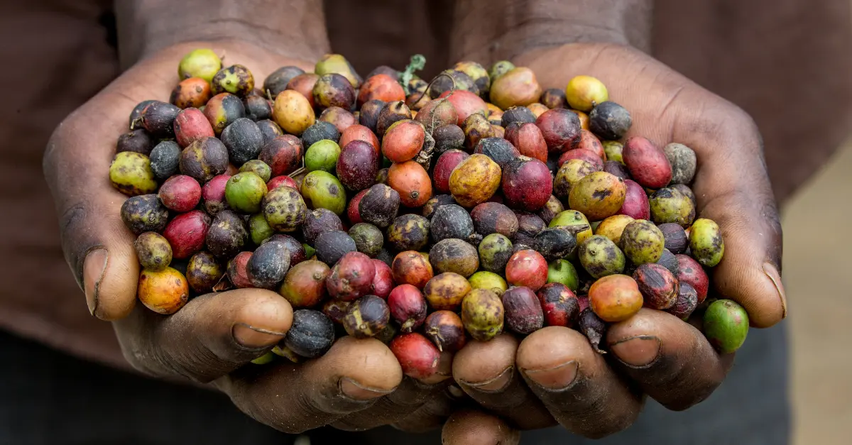 11 Best East African Coffee: Africa’s Prized Coffee